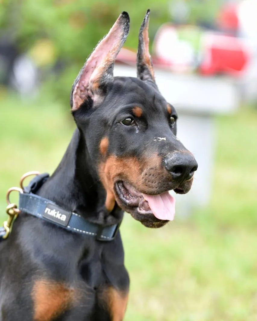 duran_doberman в LOOKY — 💚Vivat de Vinko Duran Duran💚3 months
#дюрандоберман #щенки
