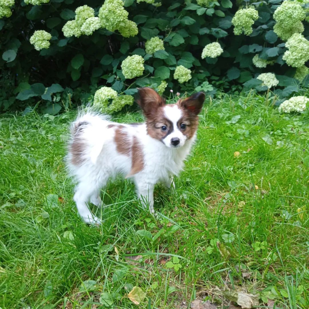 love_my_papillon в LOOKY — Шер Престиж Свит Харт❤ 
2,5 месяца
🌟СВОБОДНА 🌟
 Документы 