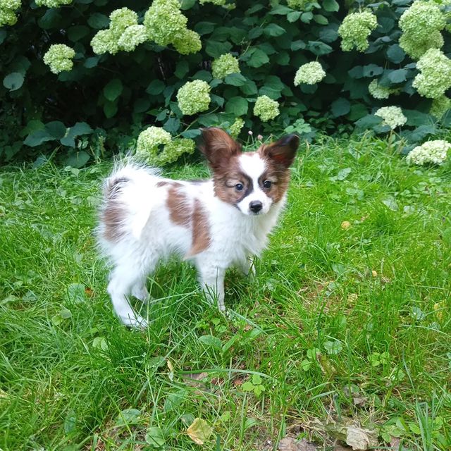love_my_papillon в LOOKY. . Шер Престиж Свит Хар...