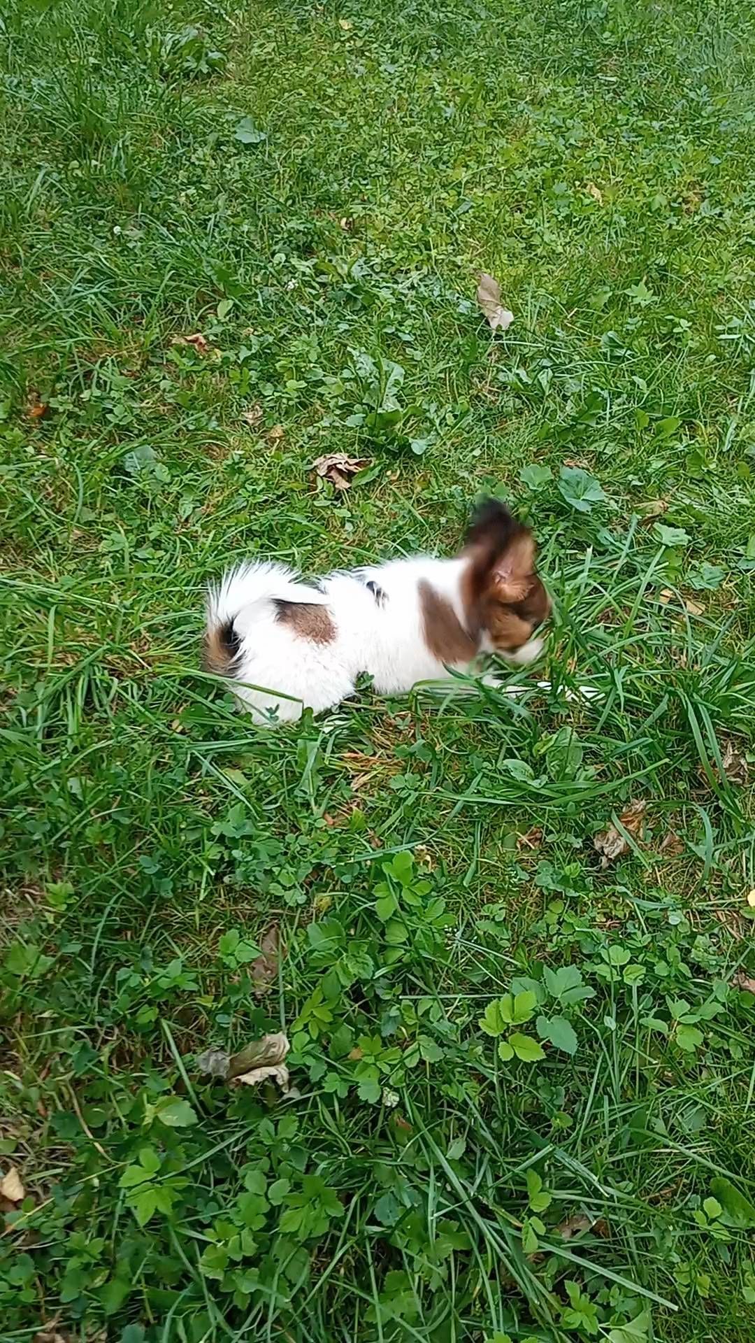 love_my_papillon в LOOKY. #папийонкупить,#папийонмосквапродажа,#папильон,#папийоныроссия,#щенкипапийона,#щенкипапийонамосква,#собакабабочка🦋,#папийон. ДЕВОЧКА УЕХАЛА В НОВ...