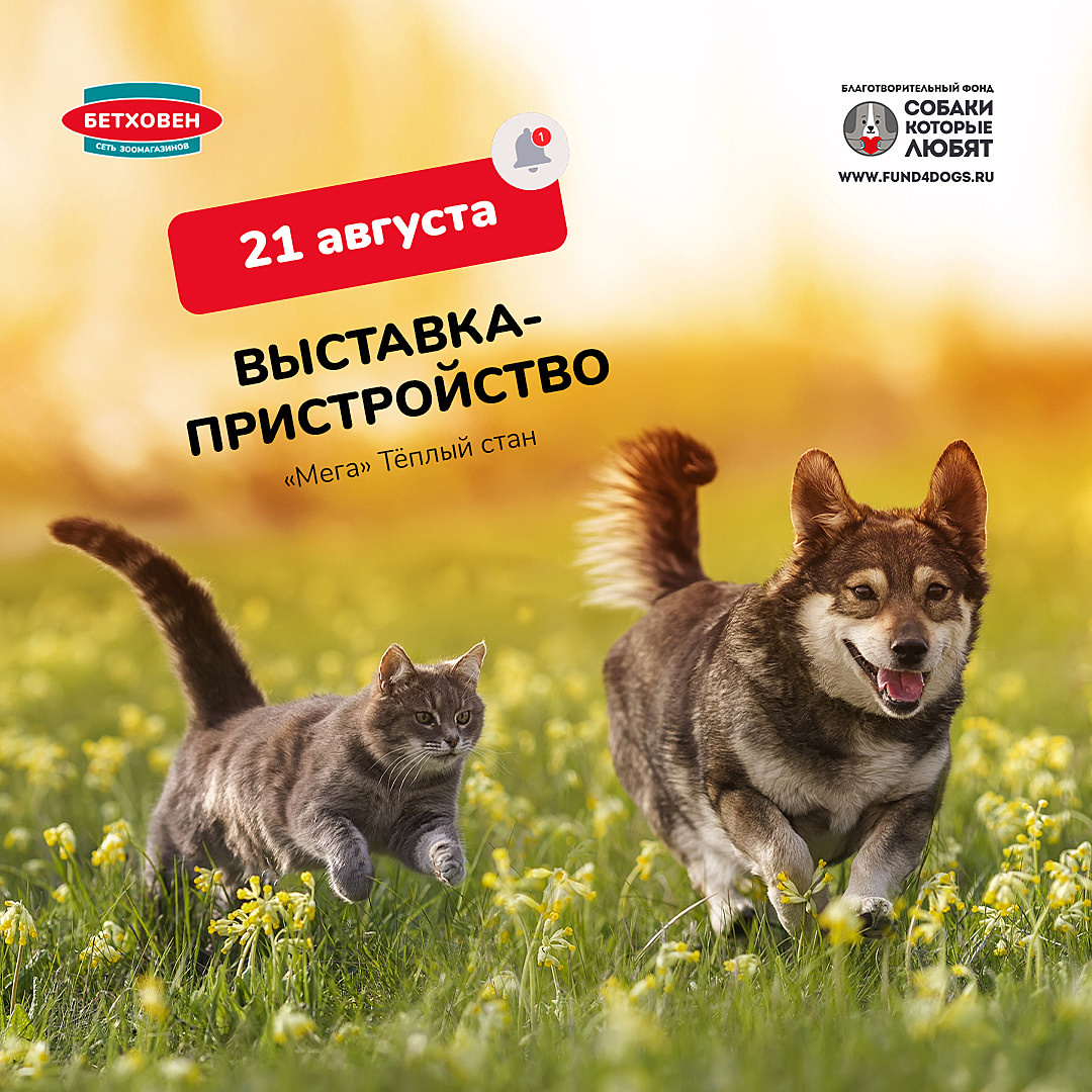 zoobethowen в LOOKY — Фестиваль «Собаки, которые любят» пройдет 21 августа в Москв