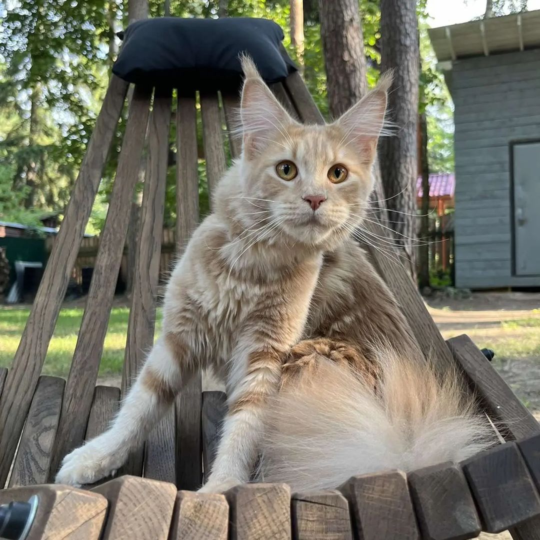 excellentlinemainecoons в LOOKY — фото 2