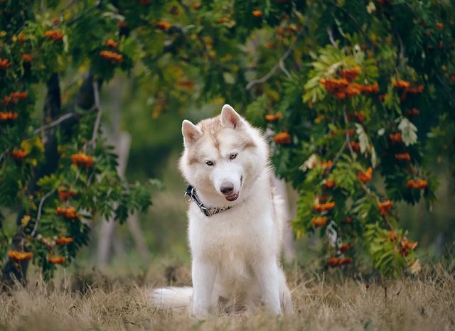 husky_easy в LOOKY. #husky,#siberianhusky,#huskyphotography,#huskygram,#huskylove,#huskylovers,#huskylovingclub,#huskylife,#allthingshusky,#instahusky,#huskyofinstagram,#huskypics,#huskiesreq,#huskiesofinstagram,#huskyrussia,#dogsofinstagram,#igcutest_animals,#ilovehusky,#justhuskies,#bestwoof,#dog_features,#dogs_of_world,#dogphotography,#excellent_dogs,#хаски,#хаскифото,#хаскивмоскве. #husky #siberianhusk...