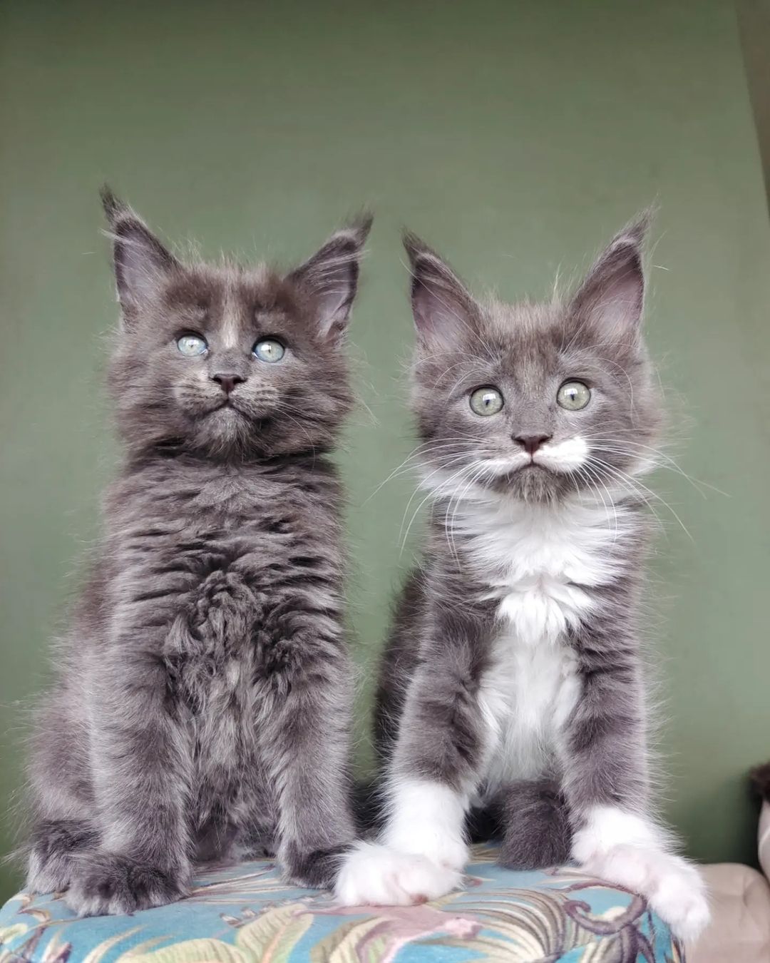 kun_dalini_russia в LOOKY — фото 2