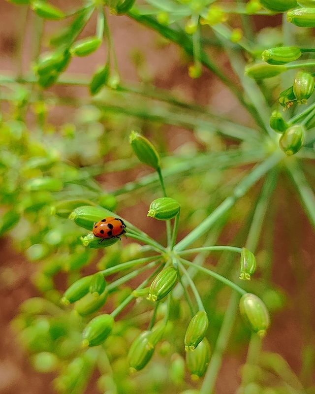 beast_coolfire в LOOKY. . null