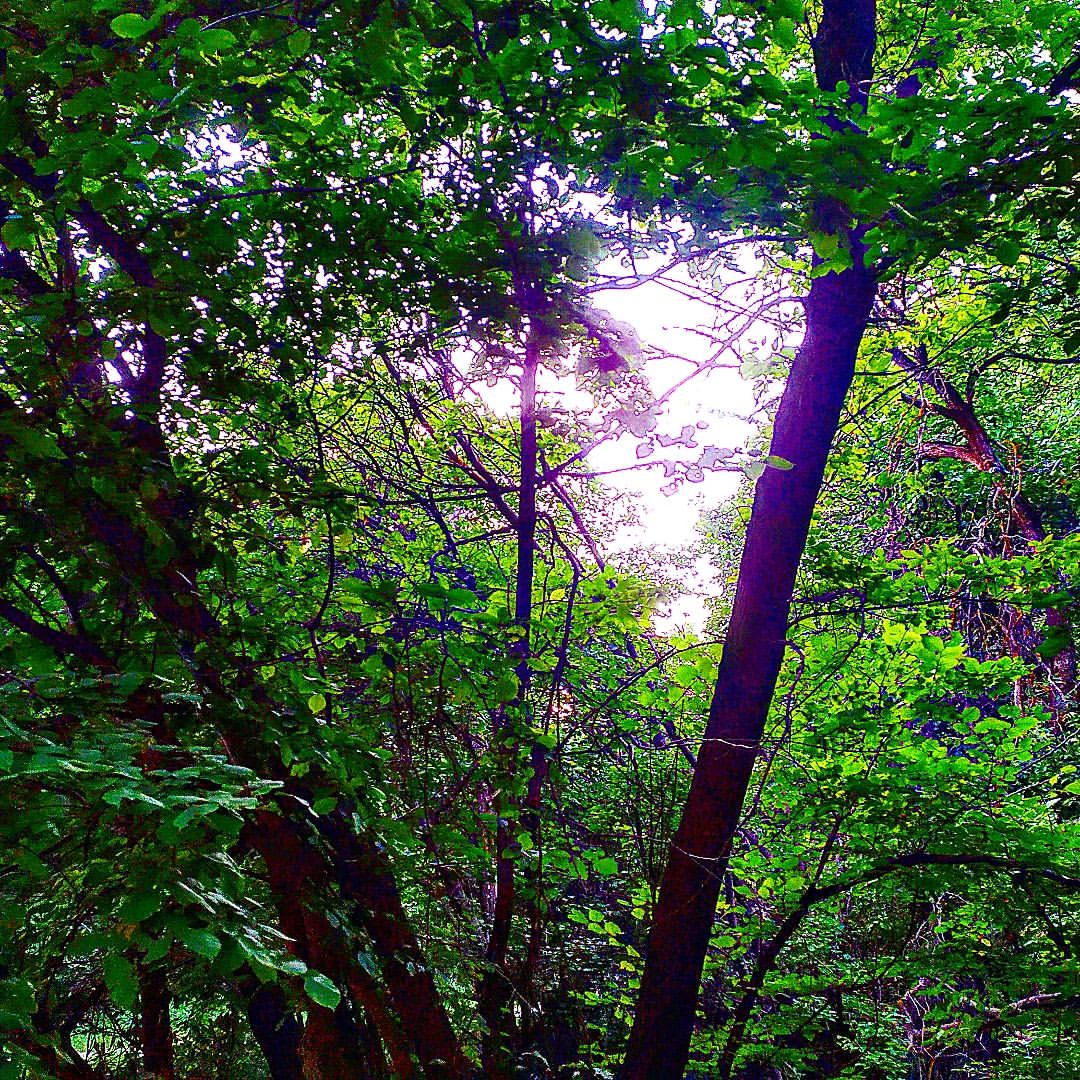 progulkipolecu1 в LOOKY — #леса, #растения, #forests, #plants