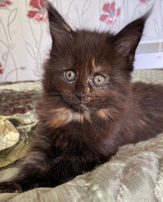 gavrdusha в LOOKY. #mainecoon_banda,#мейнкун,#мейнкуны,#мейн_кун,#мейнкунырулят,#мейн,#мейнкунроссия,#мэйнкун,#мэйнкуны,#мэйнкуныонитакие,#мейнкунысамыебольшиекошкивмире,#mainecoon_banda,#мэйнкунфото,#мейнкункотята,#гаврдуша,#мейнкунпродажакотят,#мейнкунспб. Всем приветики, гото...