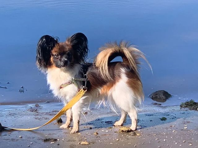 love_my_papillon в LOOKY. #папийон,#папийонкупить,#щенкипапийонамосква,#щенкипапийона,#папийоныроссия,#собакабабочка🦋,#папильон,#щенкипапильона. Сияна❤🦋❤
Ясина дочк...