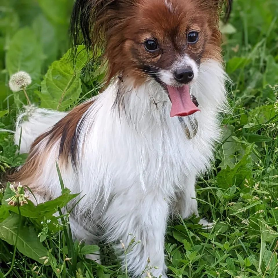 love_my_papillon в LOOKY — фото 3