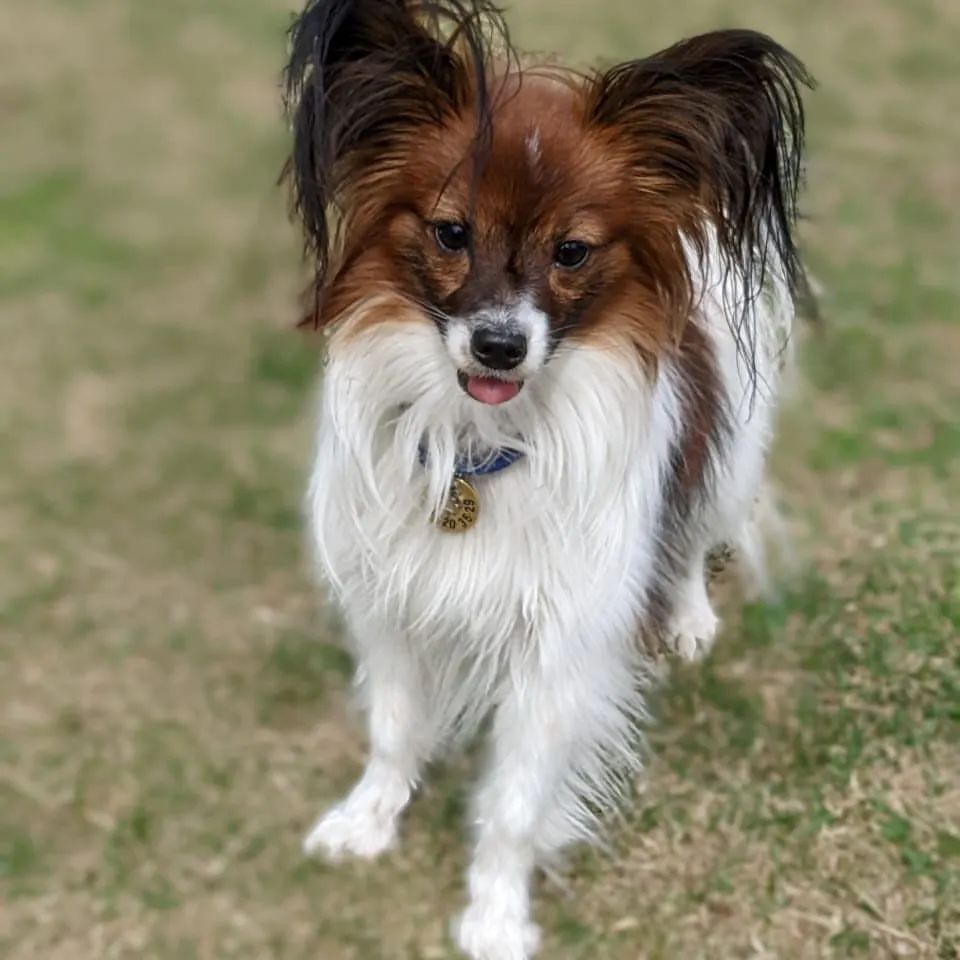 love_my_papillon в LOOKY — фото 2