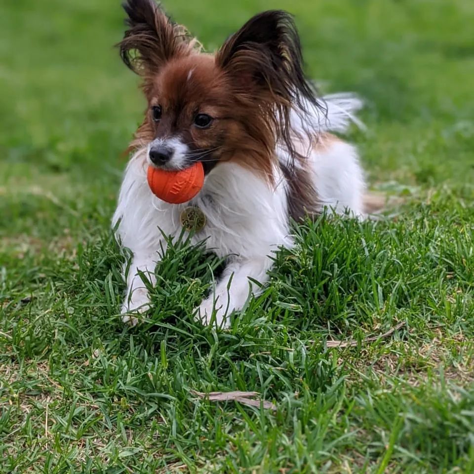 love_my_papillon в LOOKY — фото 1