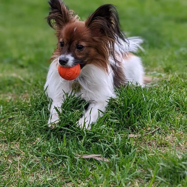love_my_papillon в LOOKY. . Свифти💙 🦋🐶🌟
Ясин...