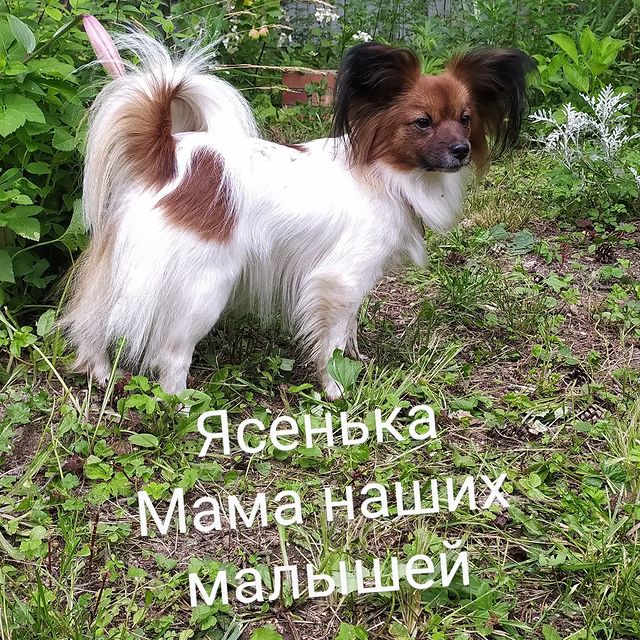love_my_papillon в LOOKY. #папийонкупить,#папильон,#папийоны,#папийоныроссия,#папийон,#щенкипапийона,#щенкипапийонамосква,#собакабабочка🦋,#моялюбимаясобака. Яся❤🌟🦋🐶🥰🌟❤❤❤

#...