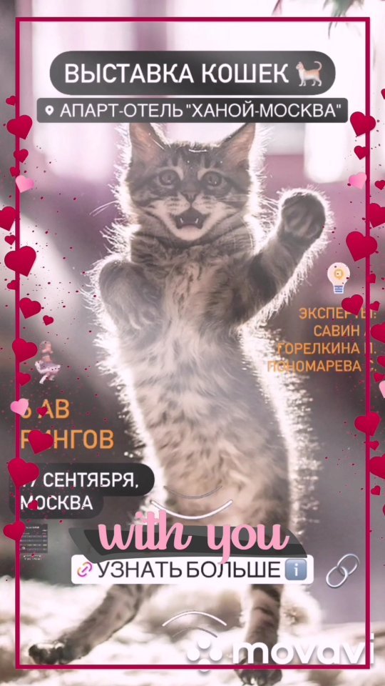 chexolcat в LOOKY. . null