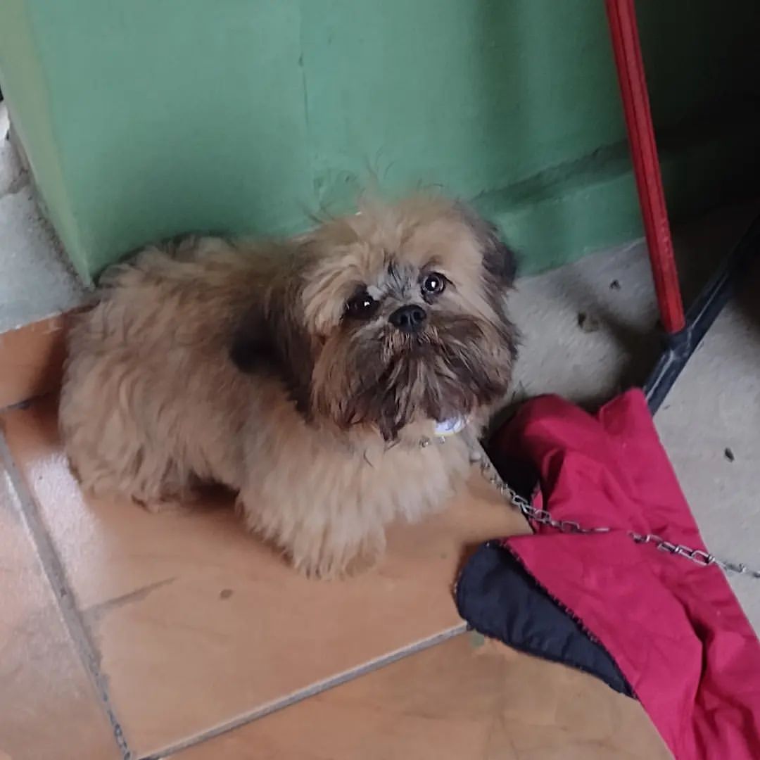 Davi Matheus в LOOKY — Cãonito ❤️@apoioruralpet