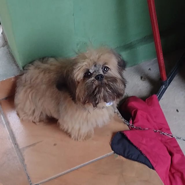 Davi Matheus в LOOKY. . Cãonito ❤️@apoiorura...