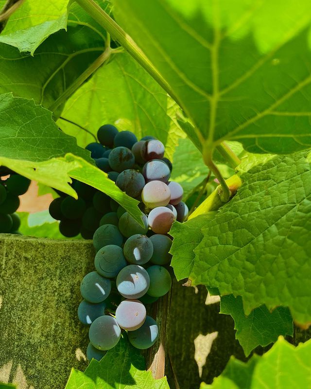 andrej_fox21 в LOOKY. . 🍇🤩