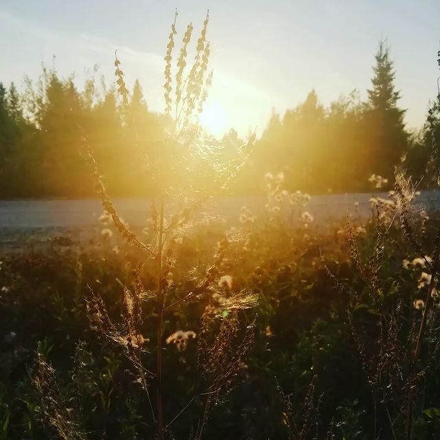 ulya_pict в LOOKY. #summer,#северлето. Волшебный август
#su...