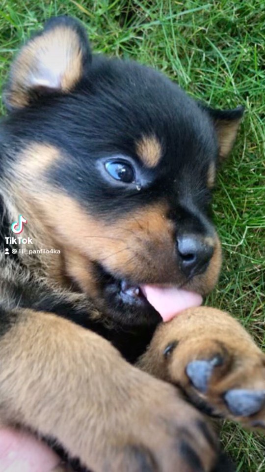 lili_pampphilo4ka в LOOKY. #Груд,#ротвейлер,#деньрождения,#2года. #Груд #ротвейлер #де...