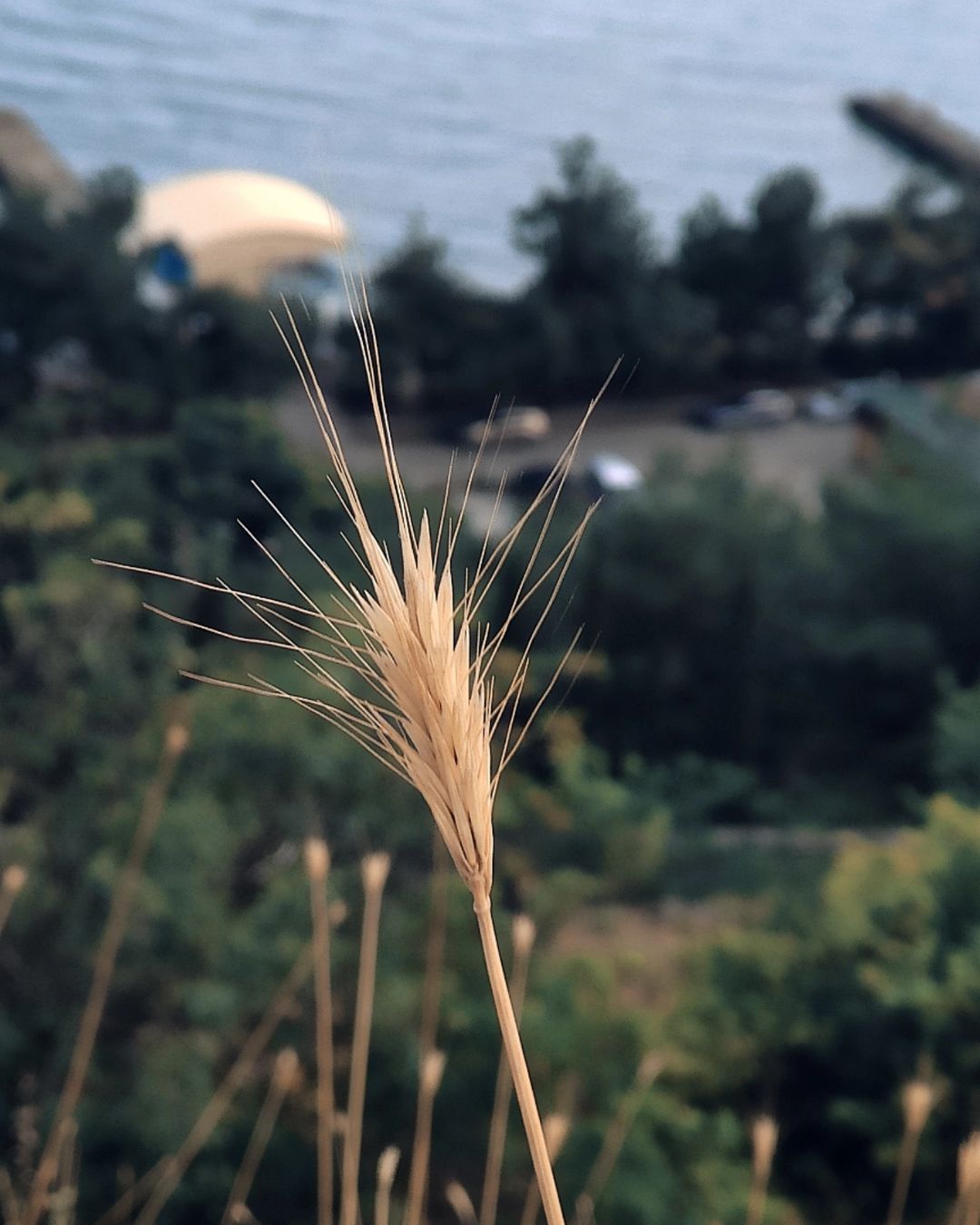 timay_1 в LOOKY — 🌾