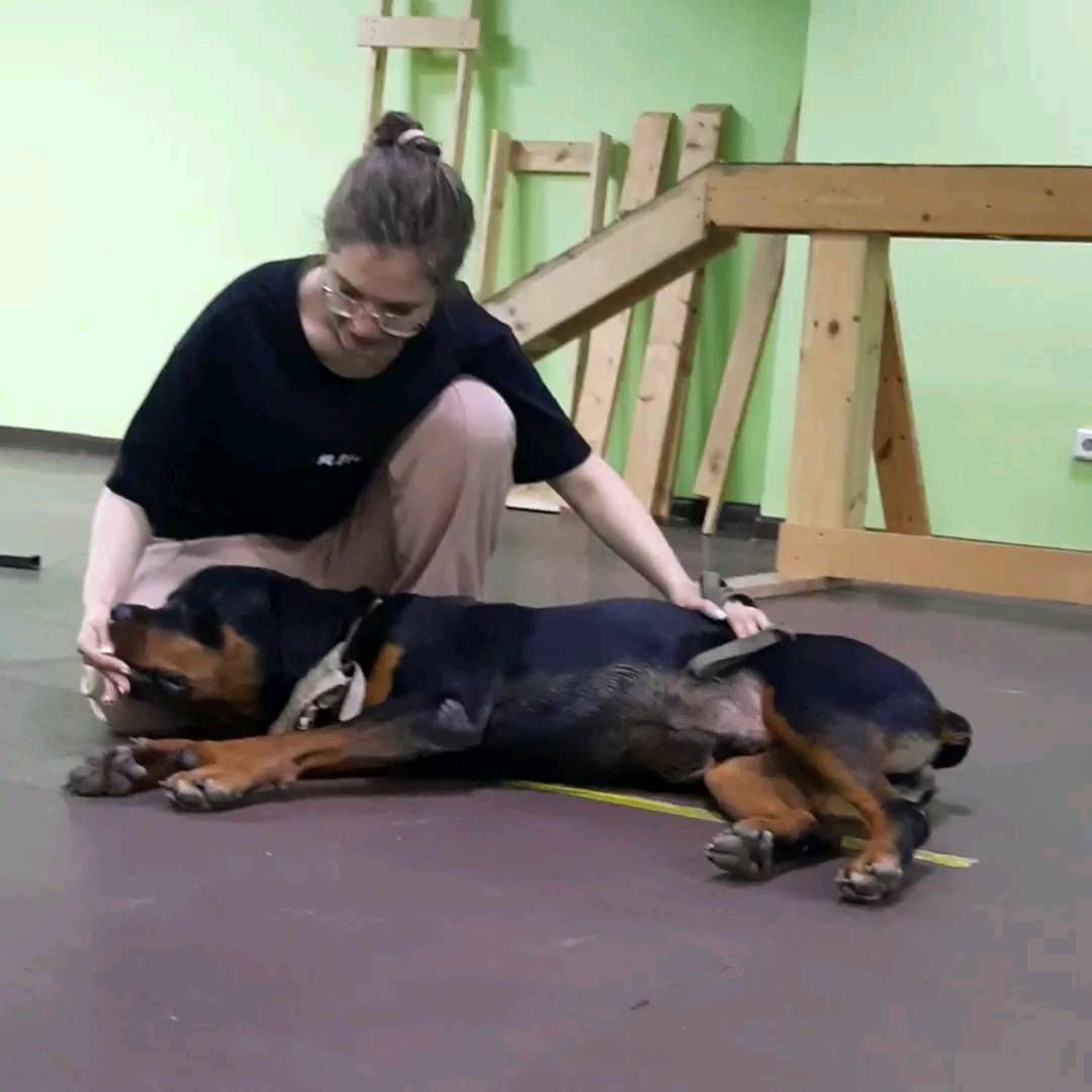 kinolog_nsk в LOOKY. #дрессировкасобакнск,#будни_кинолога,#городскаясобака,#ротвейлер. На тренировке собаку...