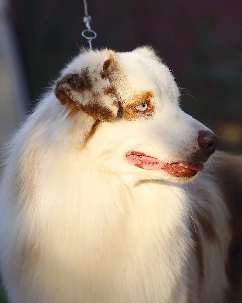 iz_doma_korolevoi_kennel в LOOKY — фото 3