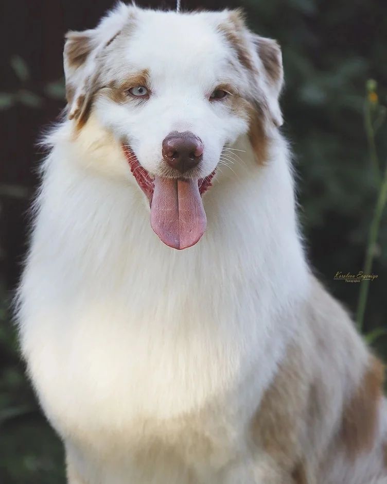 iz_doma_korolevoi_kennel в LOOKY — фото 6