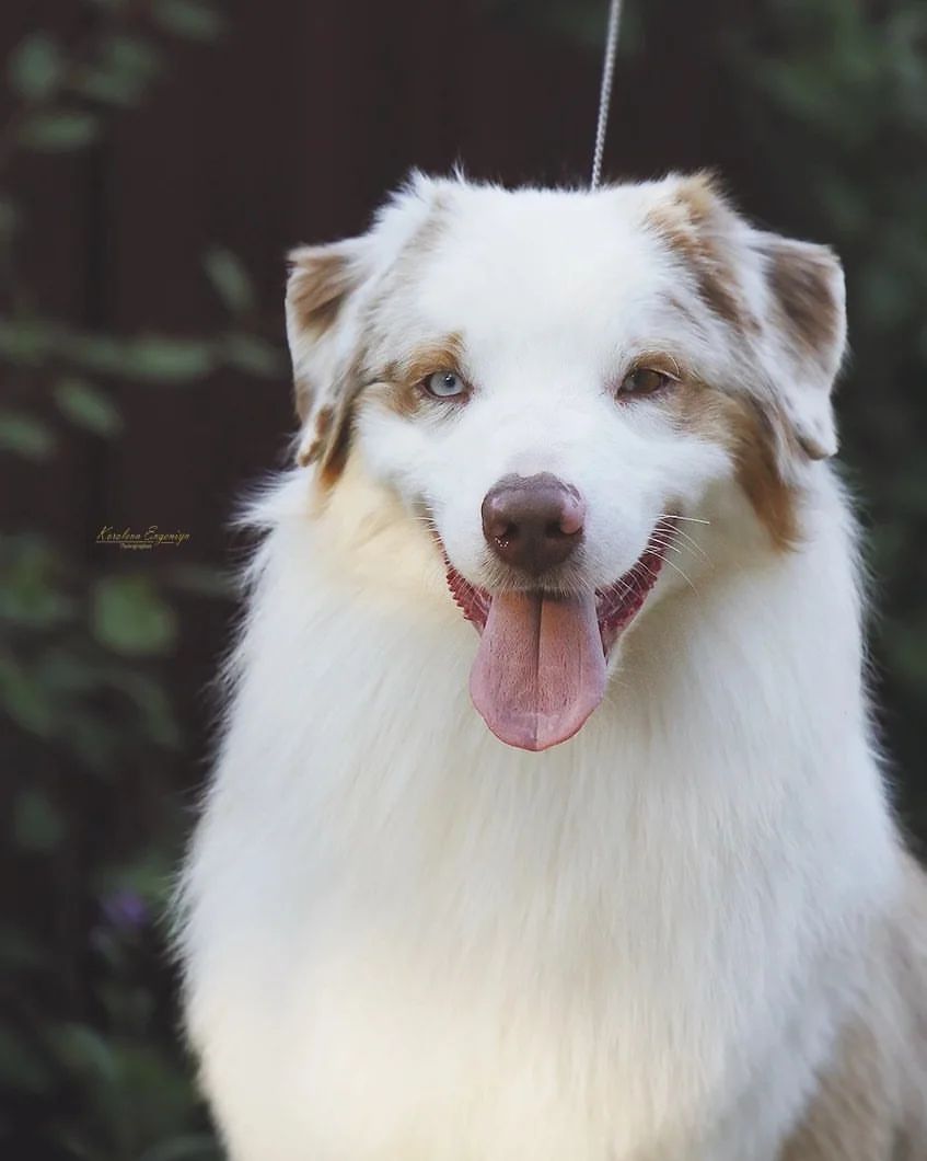iz_doma_korolevoi_kennel в LOOKY — фото 4