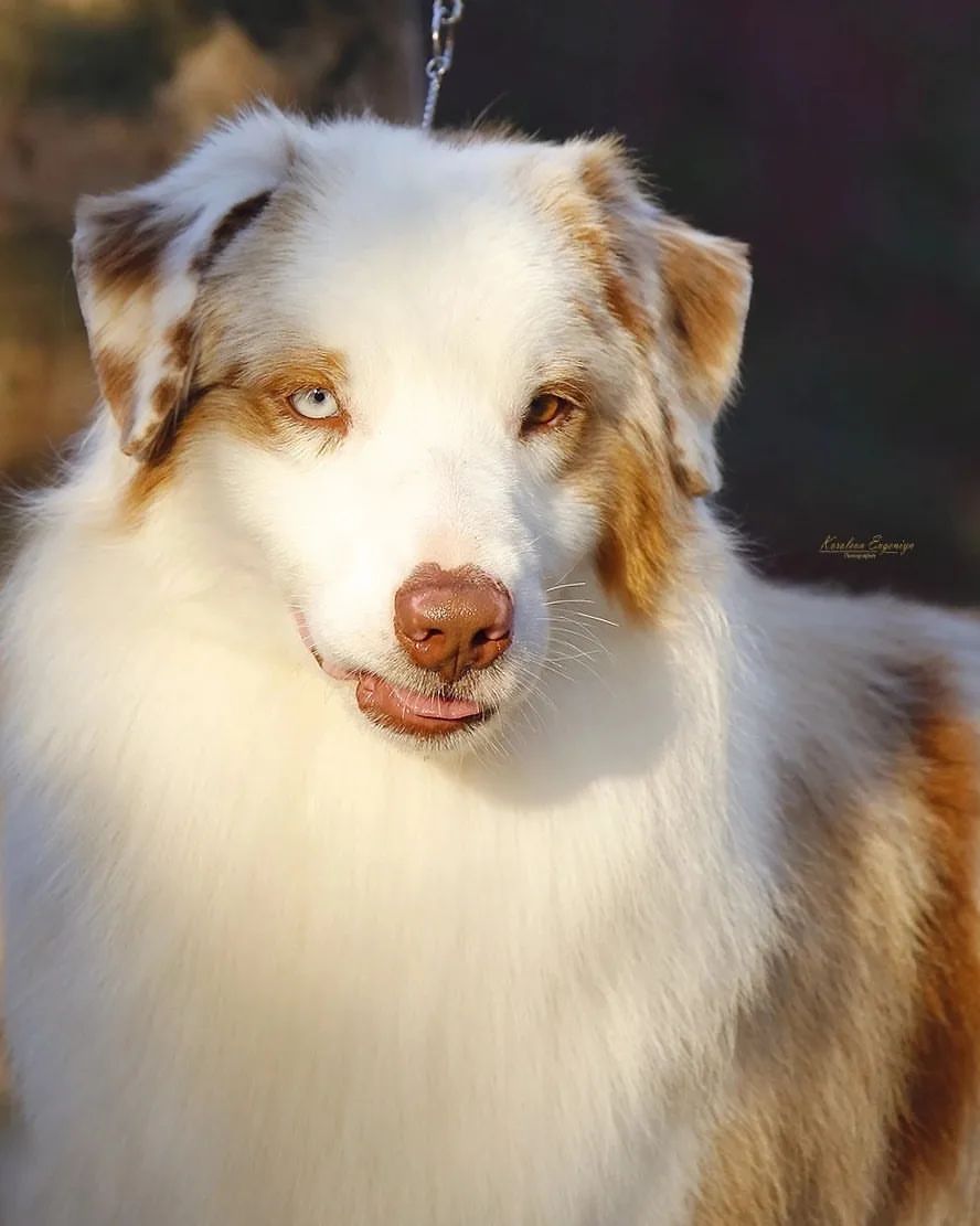 iz_doma_korolevoi_kennel в LOOKY — фото 2