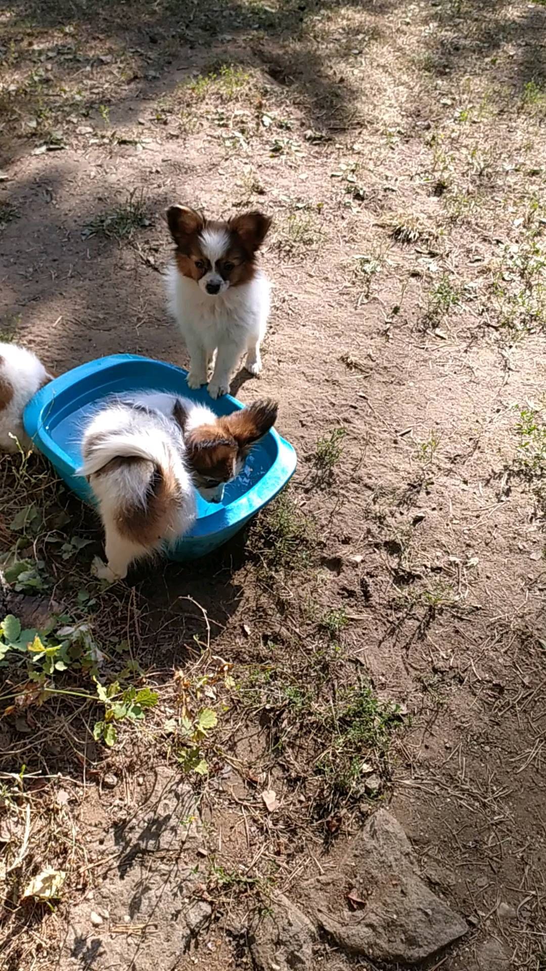 love_my_papillon в LOOKY. #папильон,#папийон,#папийонмосква,#папийоныпродажа,#папийонсобакабабочка,#щенкипапийона,#щенкипапийонамосква,#щегкипапийонапродажа. ДЕВОЧКА И МАЛЬЧИК УЕ...