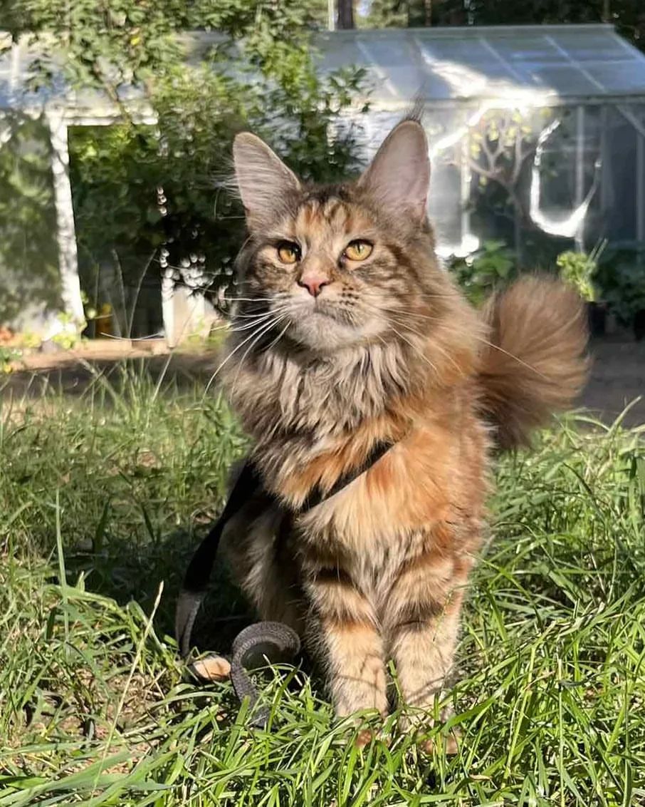 excellentlinemainecoons в LOOKY — фото 2