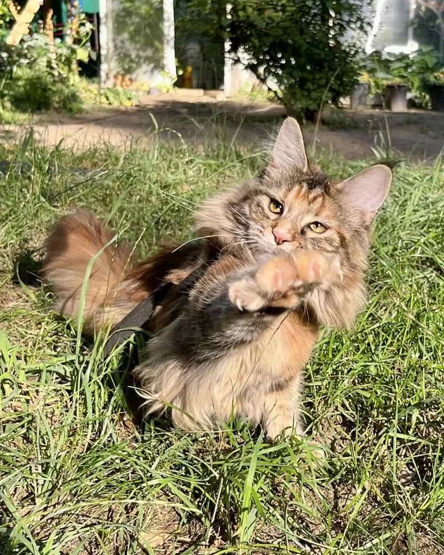 excellentlinemainecoons в LOOKY — фото 3