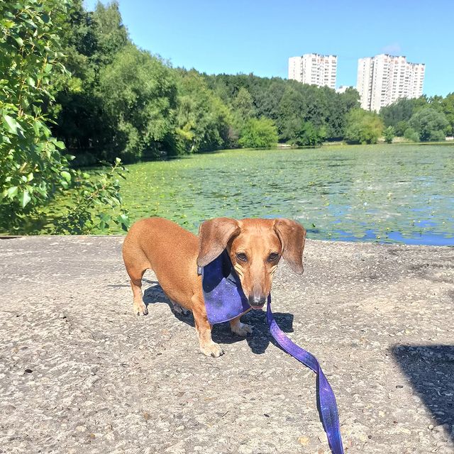 e_katerina_ga в LOOKY. #такса,#таксалучшаясобака,#таксалучшийдруг,#dachshund,#dachshundsgram. в обновках просто ко...