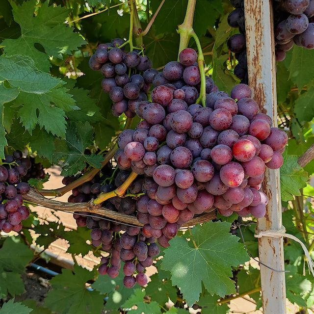 kinel_vinograd в LOOKY. . Каждый год восхищаюс...