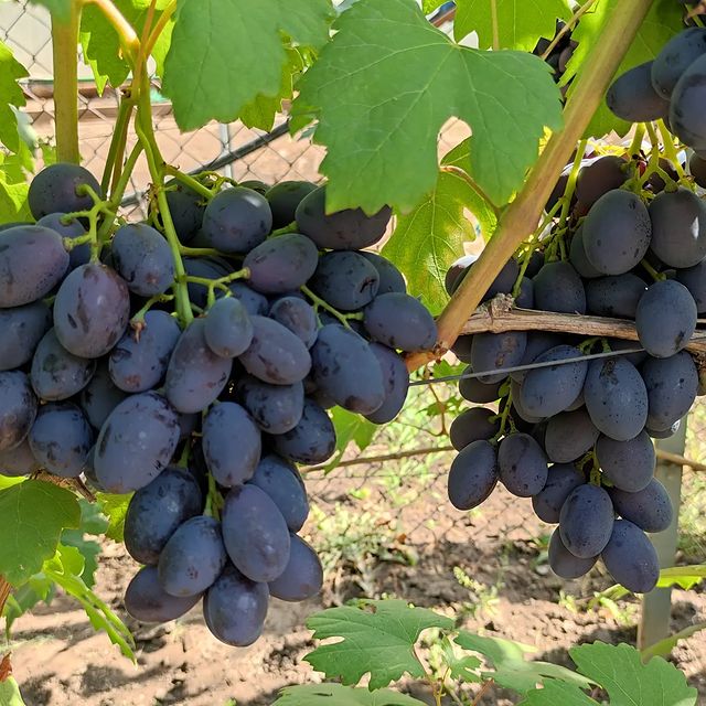 kinel_vinograd в LOOKY. . Каталония взрослеет ...