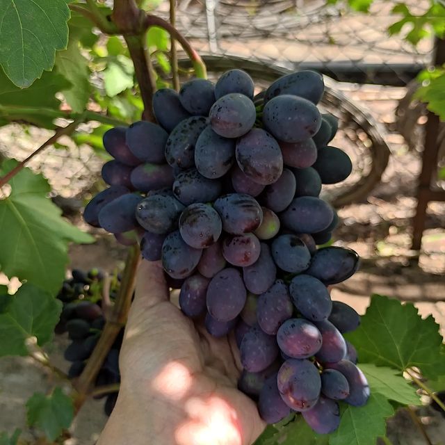 kinel_vinograd в LOOKY. . Кто то недолюбливает...