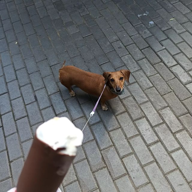 e_katerina_ga в LOOKY. #такса,#таксалучшийдруг,#таксалучшаясобака,#dachshund,#dachshundsgram. ммм мороженка🍦
#так...