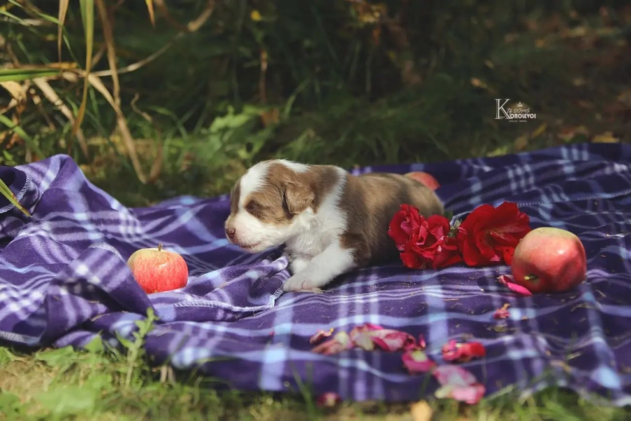 iz_doma_korolevoi_kennel в LOOKY — фото 3