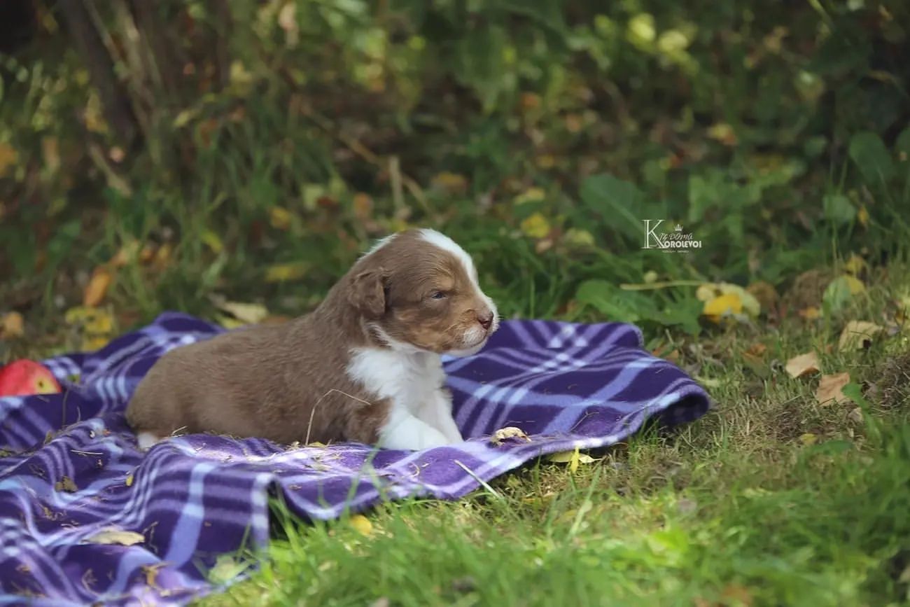 iz_doma_korolevoi_kennel в LOOKY — фото 8