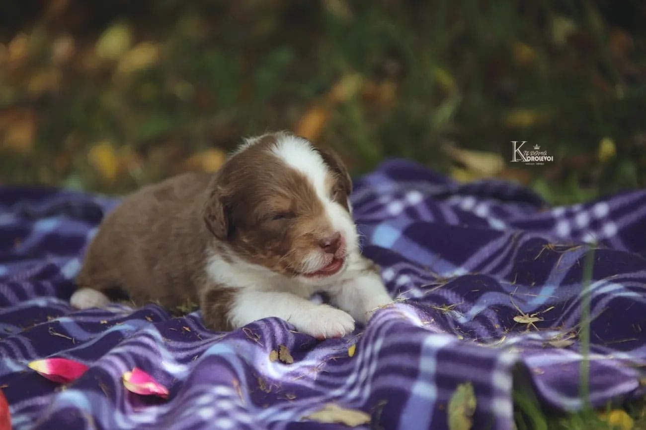 iz_doma_korolevoi_kennel в LOOKY — фото 6