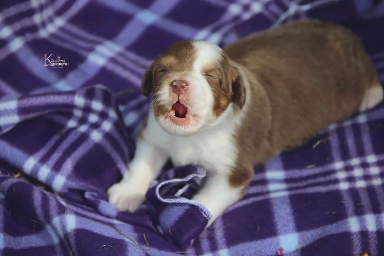 iz_doma_korolevoi_kennel в LOOKY — фото 10