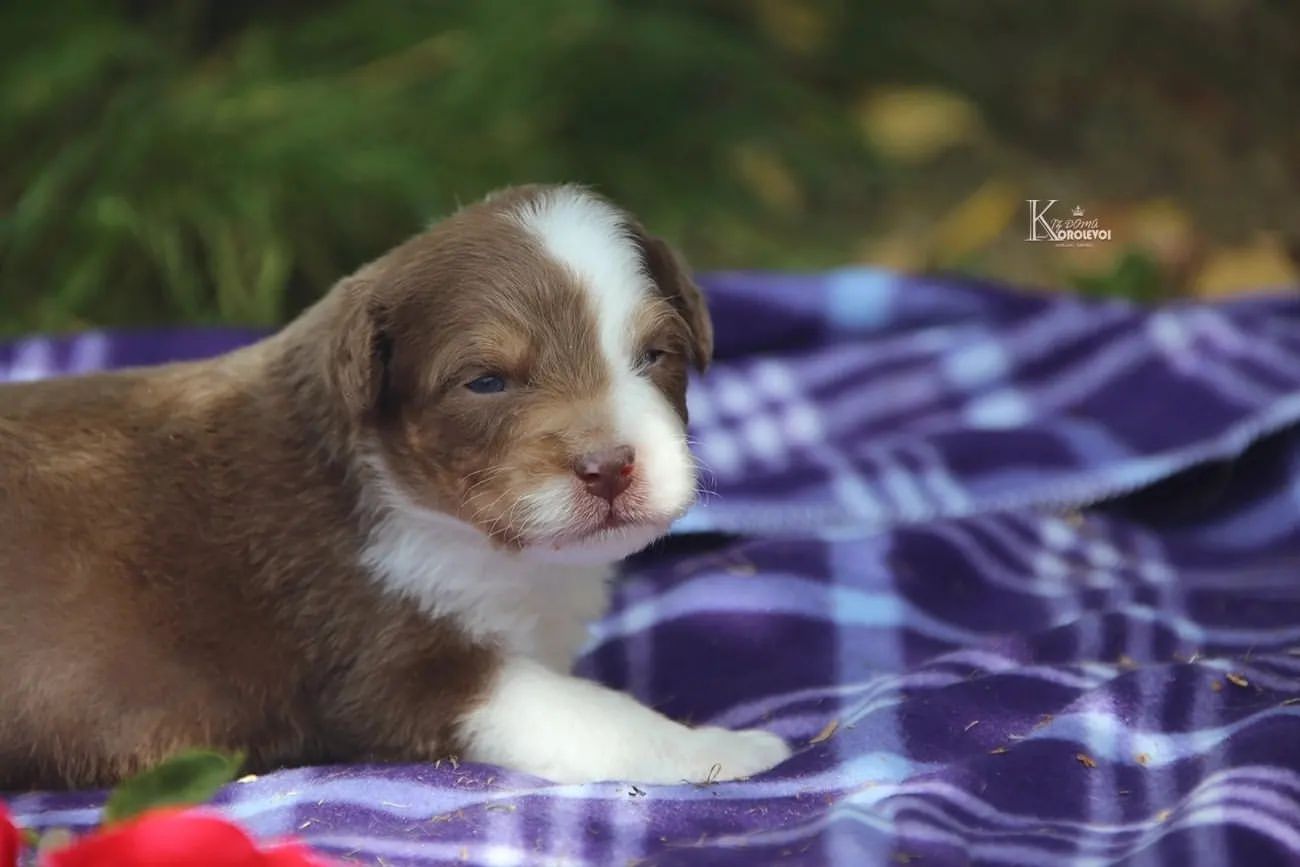 iz_doma_korolevoi_kennel в LOOKY — фото 2