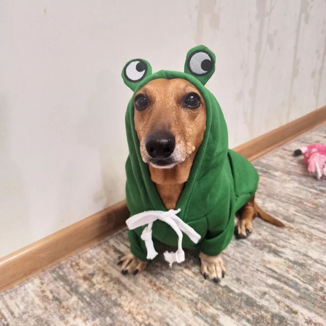 e_katerina_ga в LOOKY. #такса,#таксалучшийдруг,#таксалучшаясобака,#doxie,#dachshundgram,#dachshundsgram,#dachshunds. готовимся встречать ...