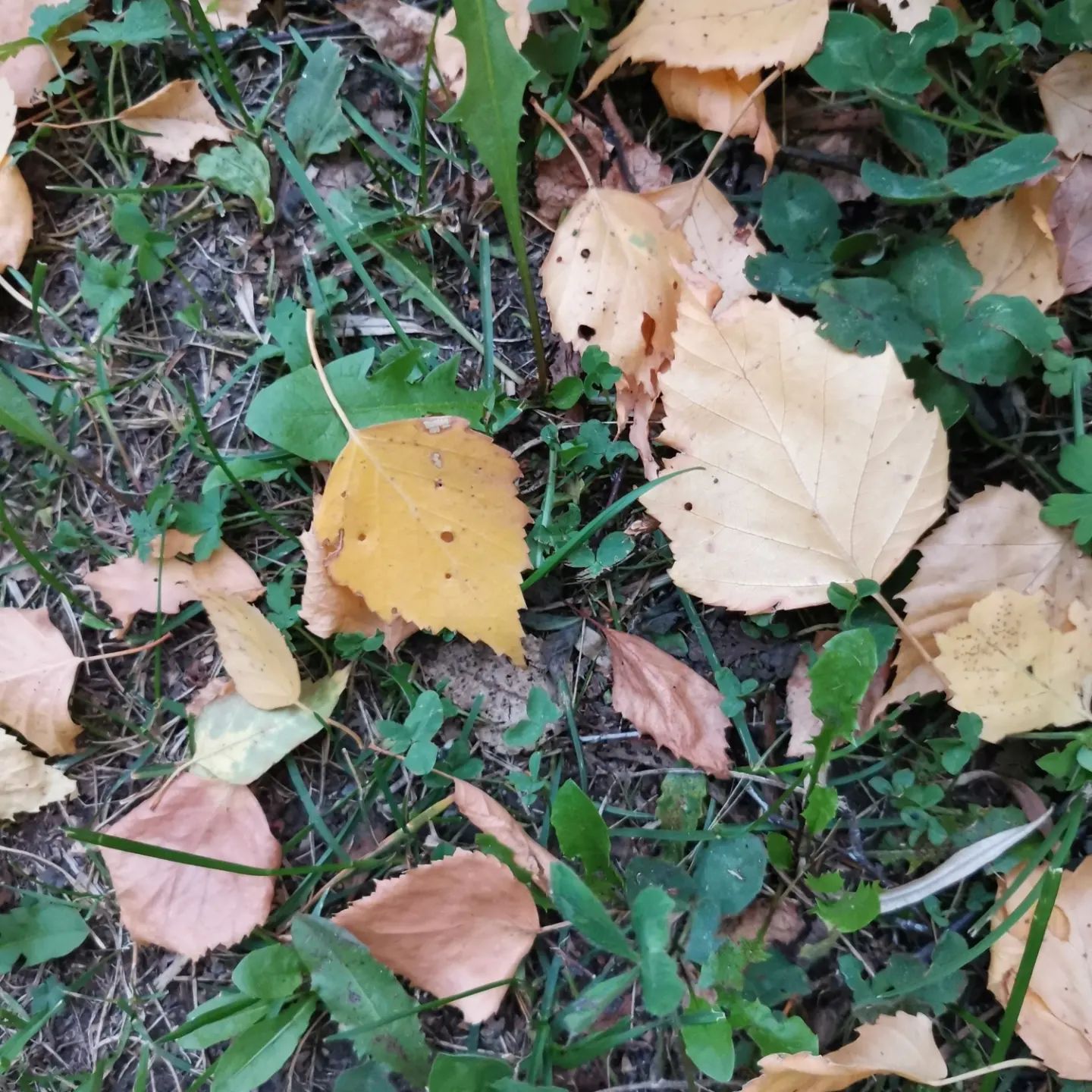 tomovna в LOOKY — фото 6