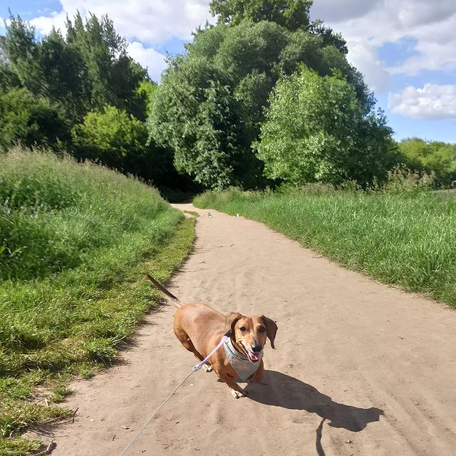 e_katerina_ga в LOOKY. #такса,#таксалучшийдруг,#таксалучшаясобака,#dachshunds,#dachshundsofinstagram,#doxie,#dachshundsgram. Навстречу осени🍃
#т...