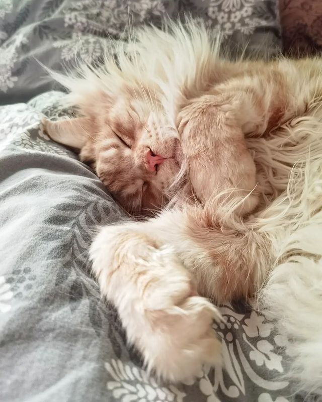 heimdallrcoon в LOOKY. #котхеймдалль,#котики,#котосон,#всемблаг,#мейн_кун. Здоровый котовий сон...