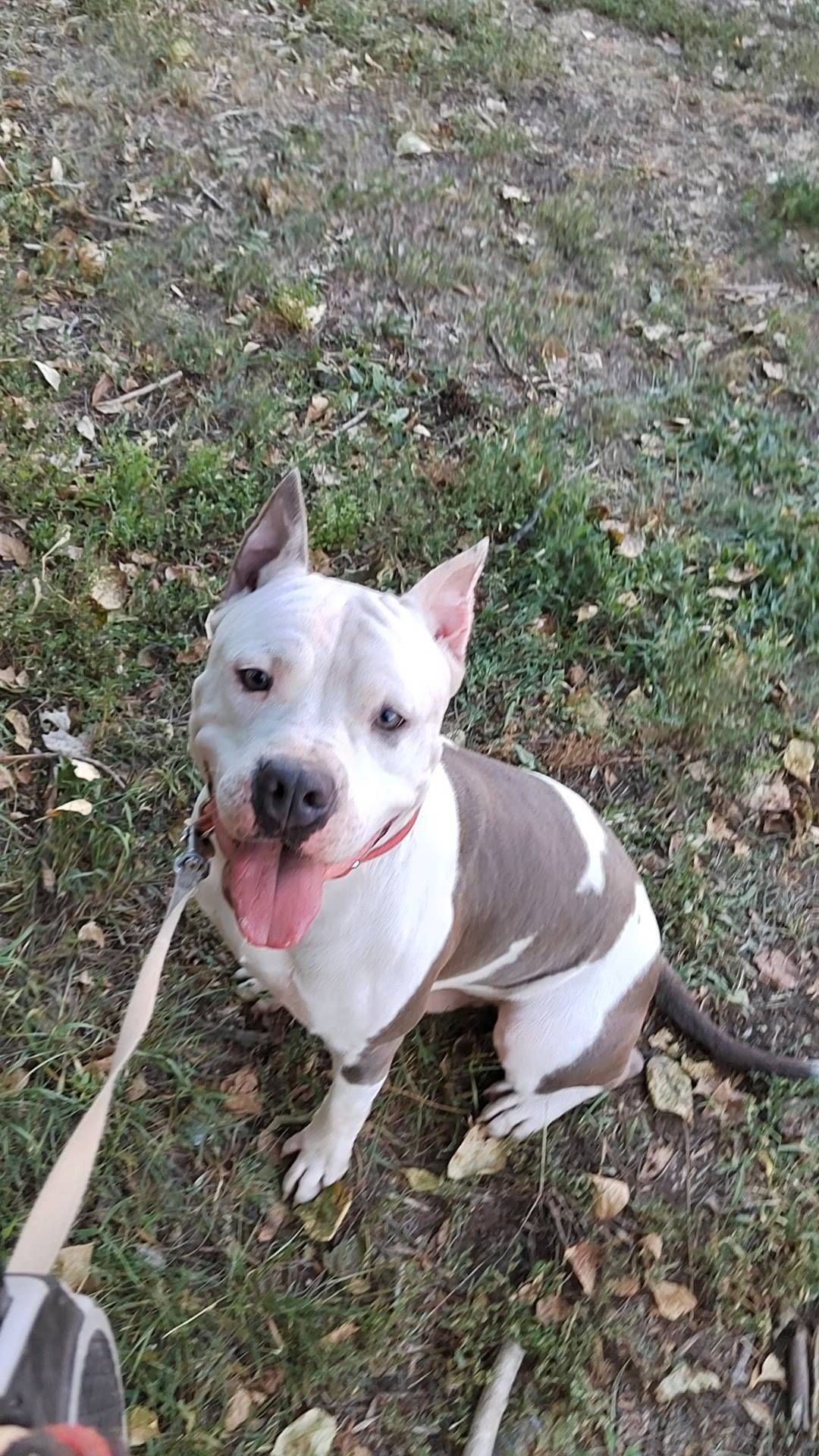 matrena_mos в LOOKY. #стаффорд,#американскийстаффордширскийтерьер,#amstaff,#dog. #стаффорд #американс...