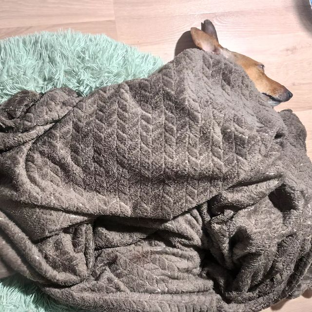 e_katerina_ga в LOOKY. #такса,#таксалучшаясобака,#таксалучшийдруг,#doxie,#dachshunds,#dachshundsgram,#dachshundsofinstagram. что-то похолодало......