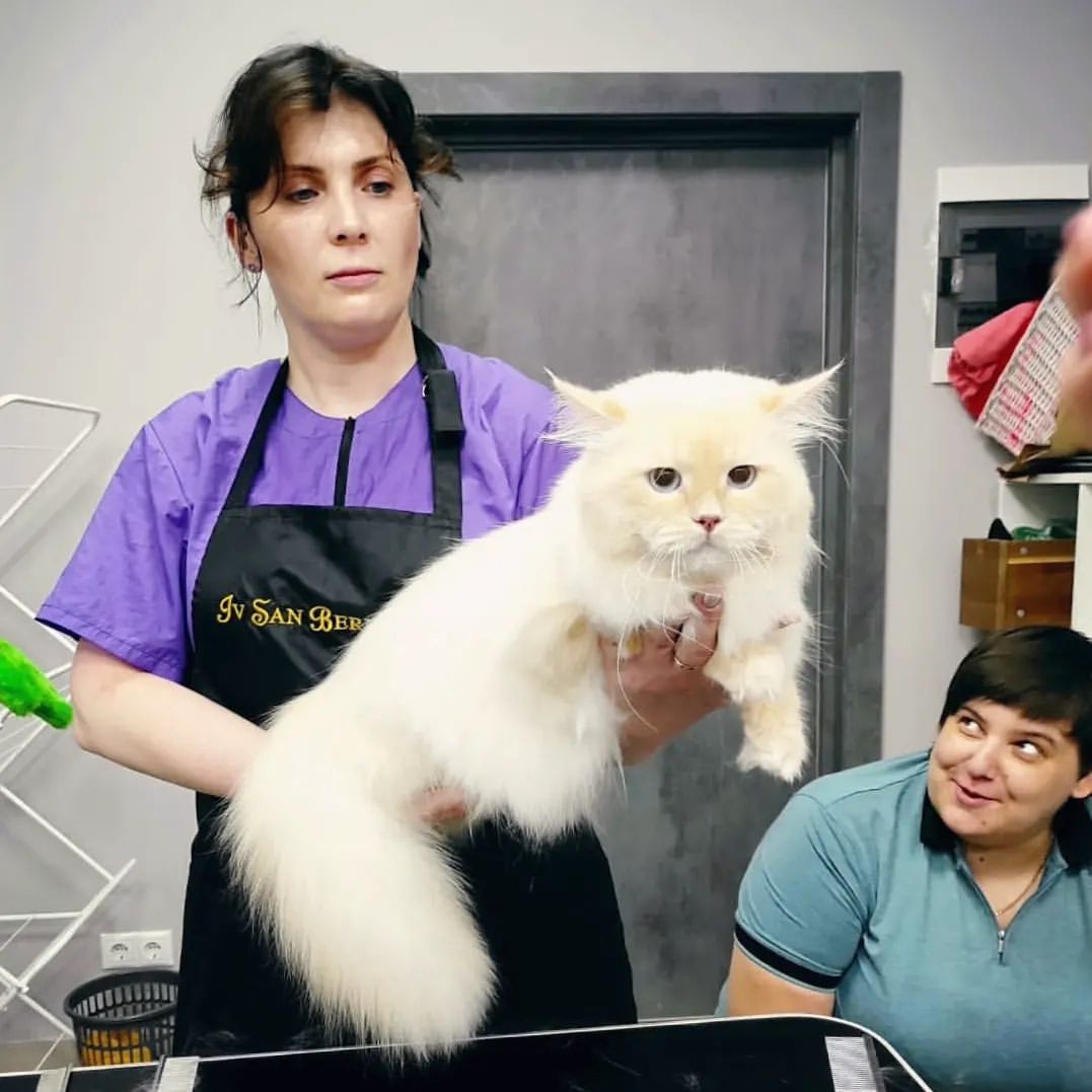 mycatgrooming in LOOKY. #обучениегрумингукошек,#красивыекошки,#ухоженныекошки,#грумингростов. Прекрасный, душевный...