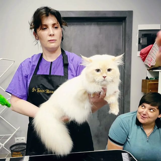mycatgrooming в LOOKY. #обучениегрумингукошек,#красивыекошки,#ухоженныекошки,#грумингростов. Прекрасный, душевный...